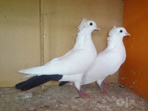 Продаём голубей разных видов