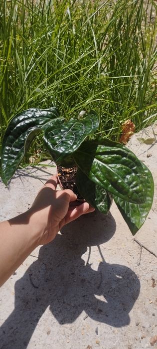 Разные Домашние цветы