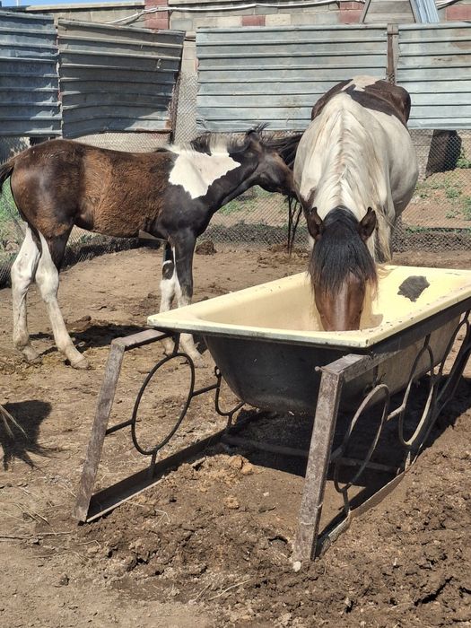 Продам бие с жеребёнком.
