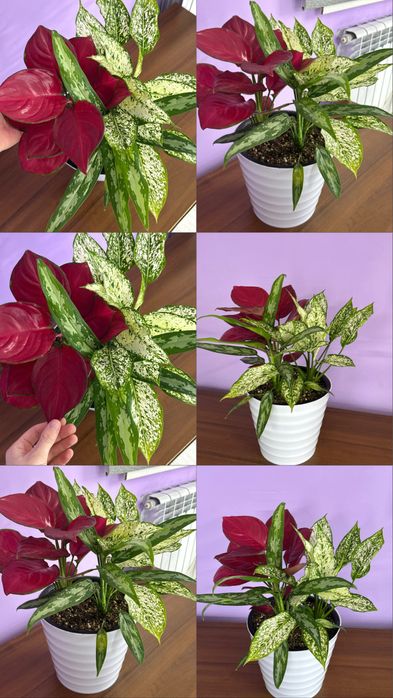 Продам Цветы  ухоженные