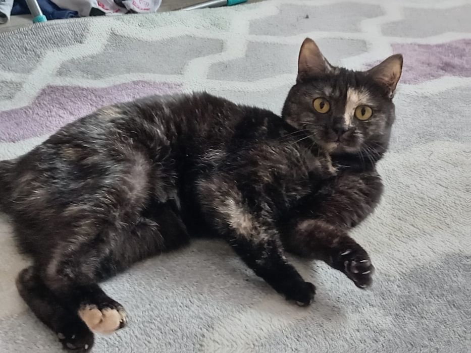 Отдам кошечку в хорошие добрые руки