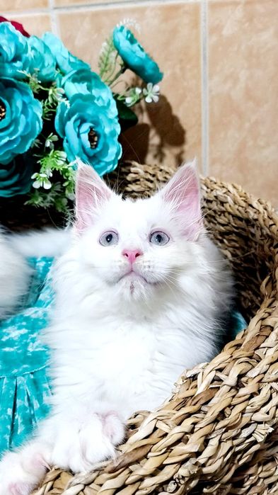 Exclusive ! БЕЛОСНЕЖНЫЕ Солид - Мейн куны .