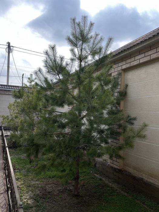 ёлки для сада!!!