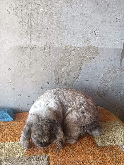 Vând iepuri  talie mare și mica