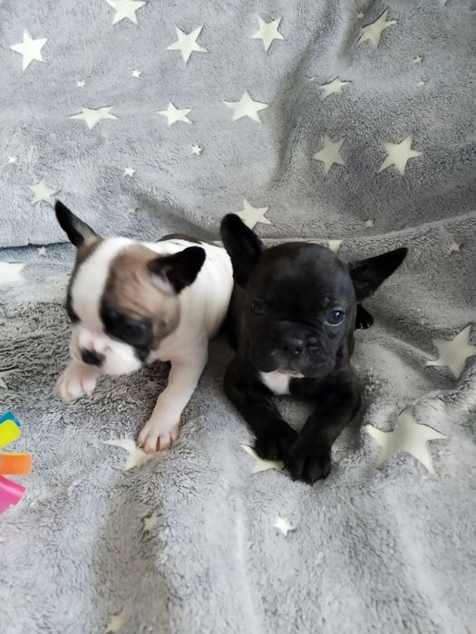 Продам французских бульдожек