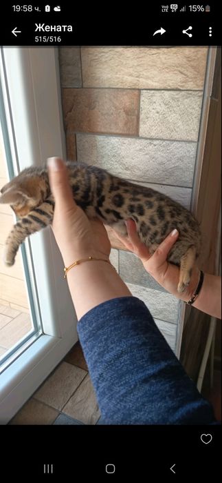 Породиста Бенгалска котка