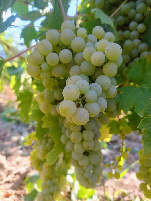 Struguri de vin  albi și rosii