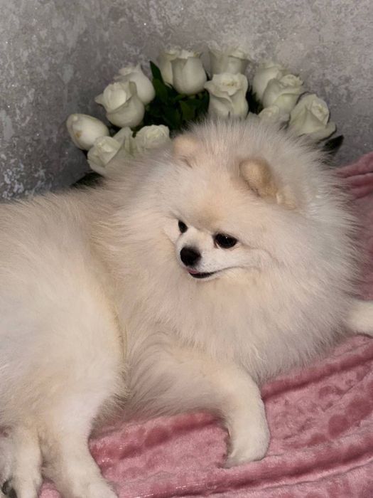 Малый шпиц померанский. Вязка кабель