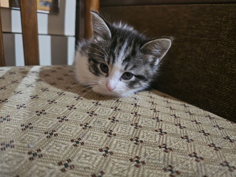 Отдам котят, возраст 6 недель
