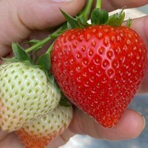 Продажа рассады клубники