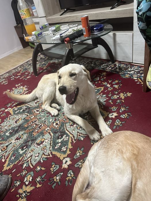 Donăm pui de Labrador unei familii responsabile. Nu îl dăm pentru a fi ținut în lanț.