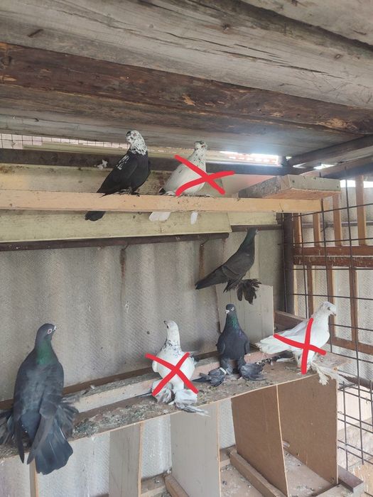 Голуби Сочи, жуки на продажу