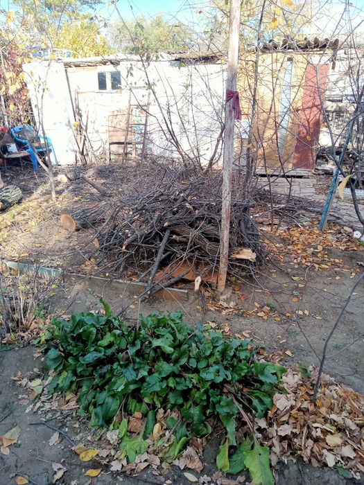 Отдам в дар напиленные дрова от дуба.
