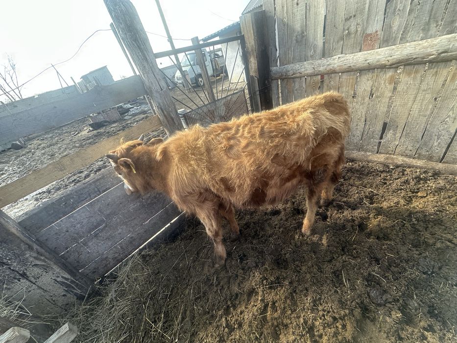 Продам быка год и два месяца