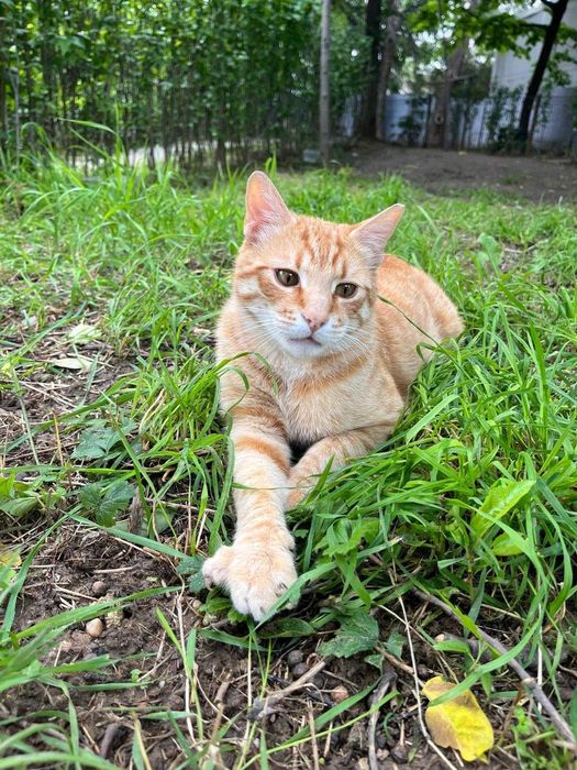 Portobello, motanel portocaliu castrat pentru adoptie