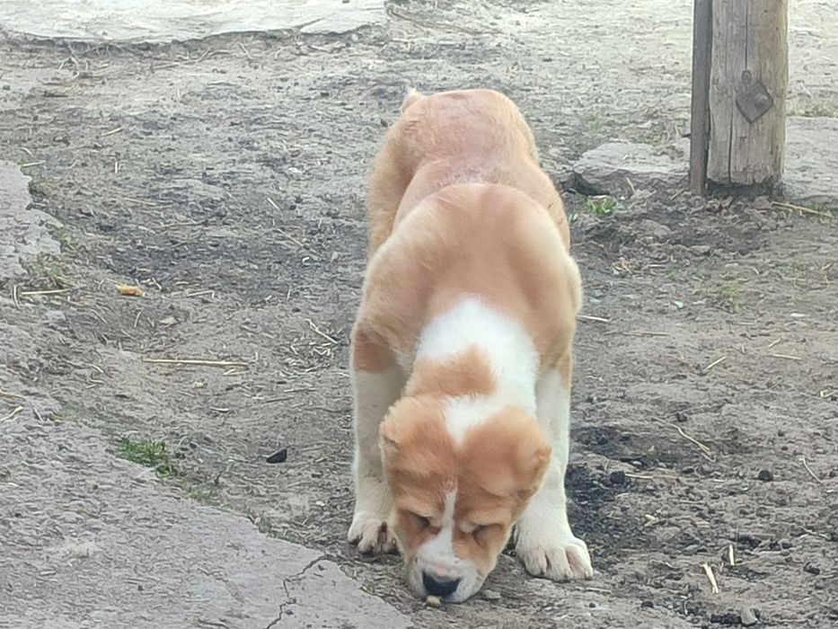 Щенки Алабая САО