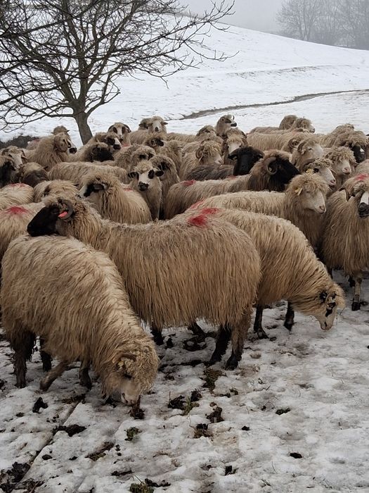 De vânzare 70 de oi bune de tinut
