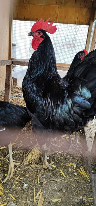 Gigant Qorashahzoda