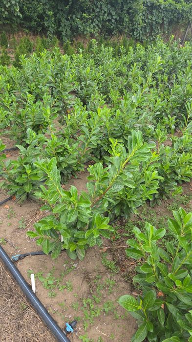 Vand tuia smaragd, leylandi si alte plante ornamentale