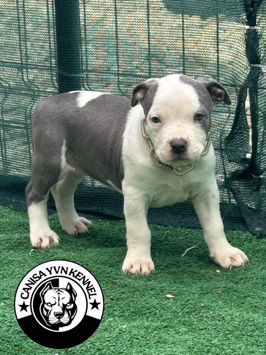 Amstaff blue.
