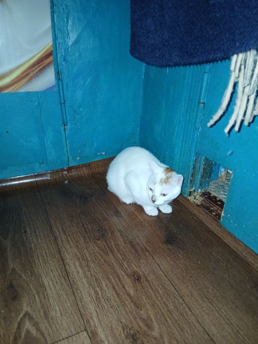 Дарю молодую кошечку