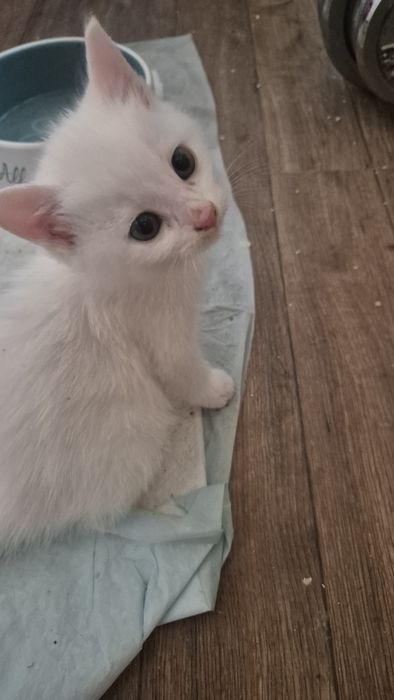 Подаряват се котенцата