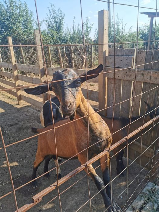 Vind țapi alpin francez țapul este bun de montă și doua iede montate
