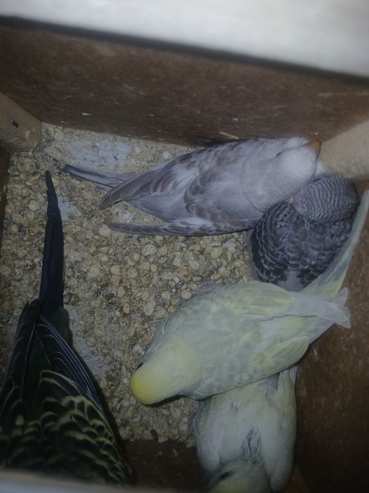 Bir jup bolali para sotiladi 4 ta bolasi narxi 370 ming ozirog' kami b