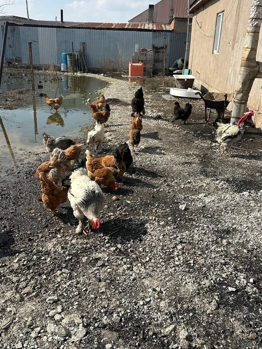 Балапан сатамын.Продам цыплят