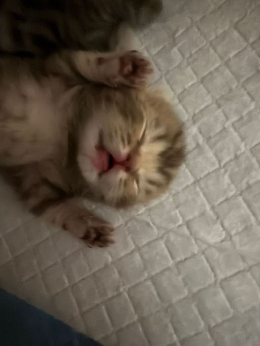 Открыта бронь на котят скоттиш