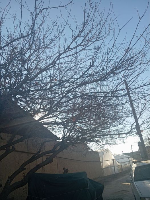 Daraxt va o'tin sotiladi