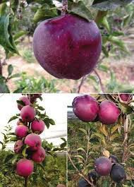 Олма кучатлар сотувда