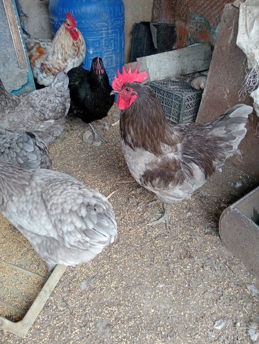 Продам петухов крупных и гусей