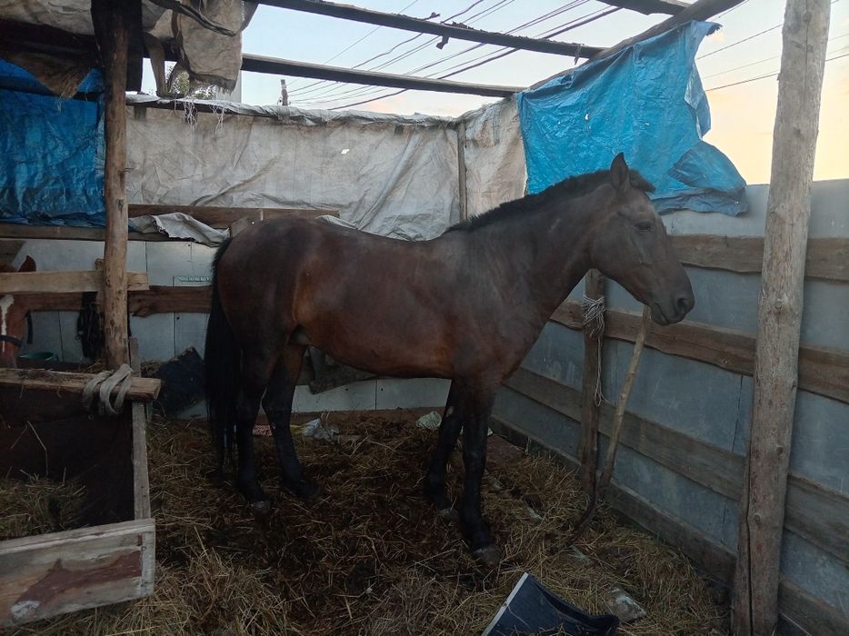 Продам кабылу 830