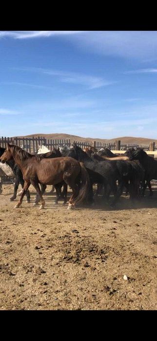 Жылкы сиыр малы сатылады