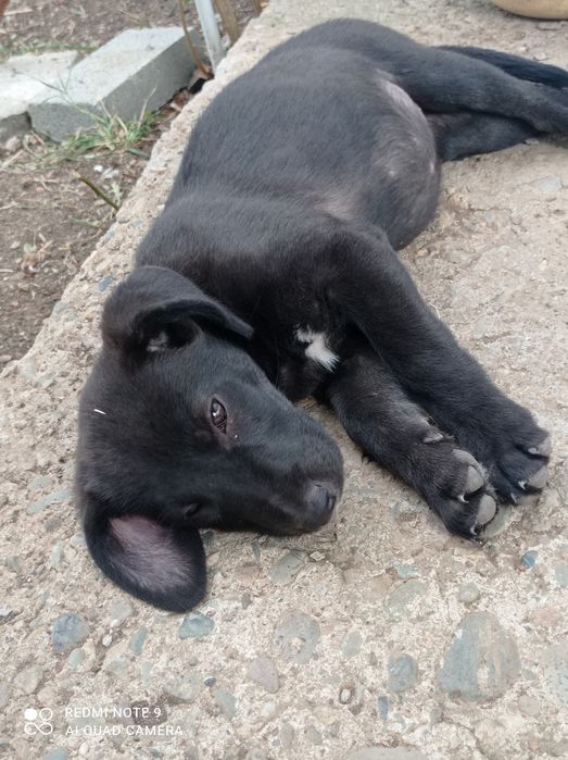 Подарявам тези малки сладурчета.