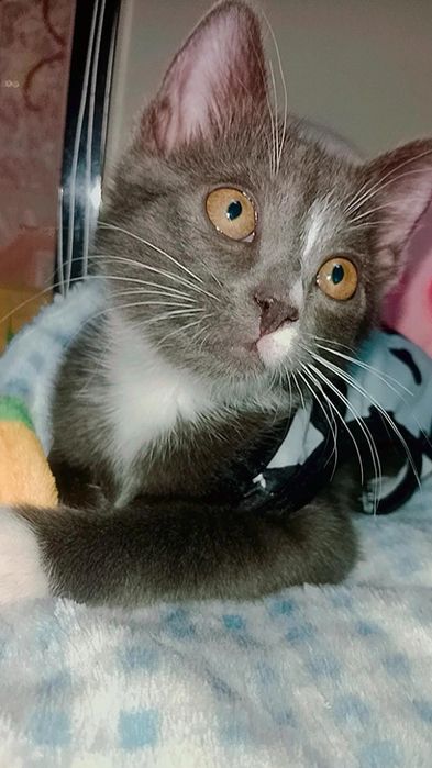 Котёнок Сюрприз ищет дом