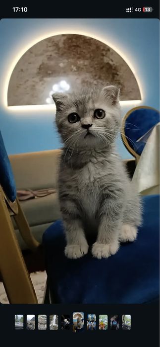 Кот шотладнский вислоухий