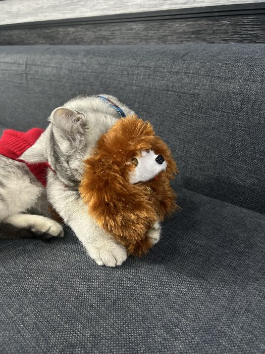 Ismi dudu, sog”lom