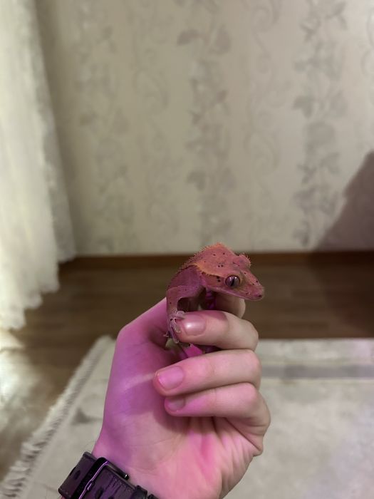 Самец Реснитчатого Бананоеда