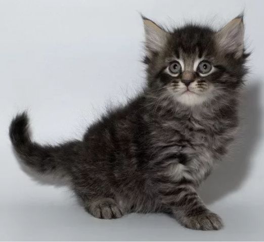 Super skidka sibirskiy angora