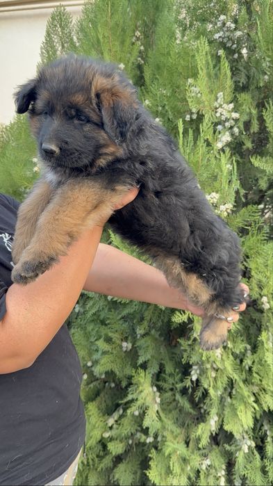 Алиментный щенок немецкой овчарки