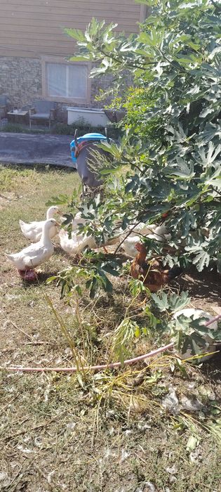 Утки пикинк крупные молодые!