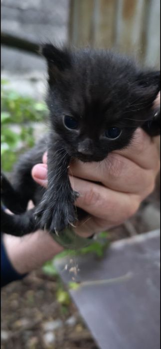 Котята шотландские уличные