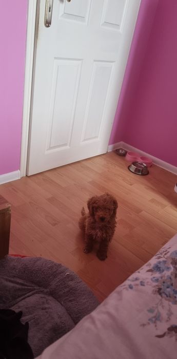 Мини пудел търси си нов дом