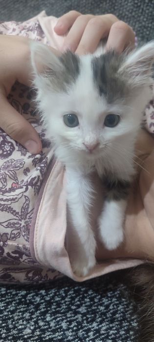 Отдам котенка, девочку