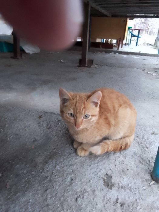 Отдадим в добрые руки котенка