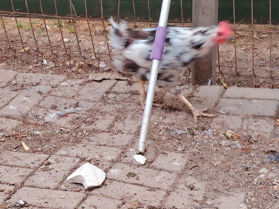 Vând cocos italian, puicuță pinta pinta și cocoși din chaboo și pitice