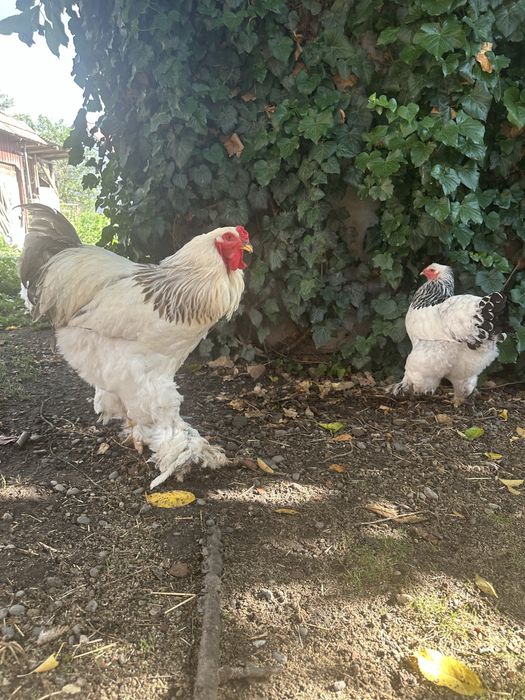 Gaini si cocos Brahma herminat deschis HD