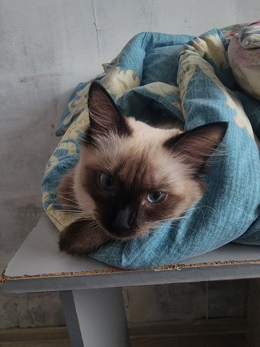 Сиамская кошка 10 месяцев